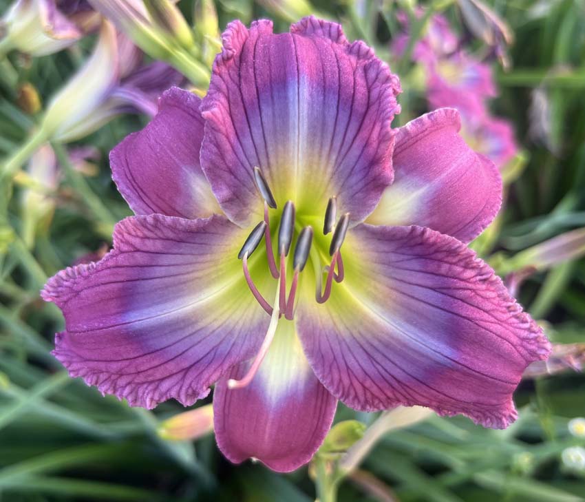 Butch Cassidy And The Sundance Cat